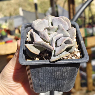 Echeveria Cubic Frost
