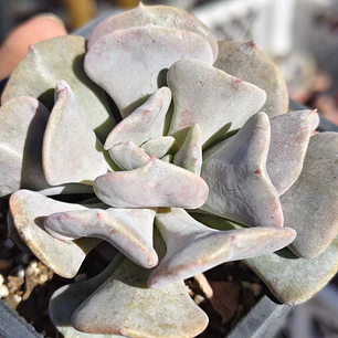 Echeveria Cubic Frost
