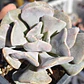 Echeveria Cubic Frost - Miniatura 1