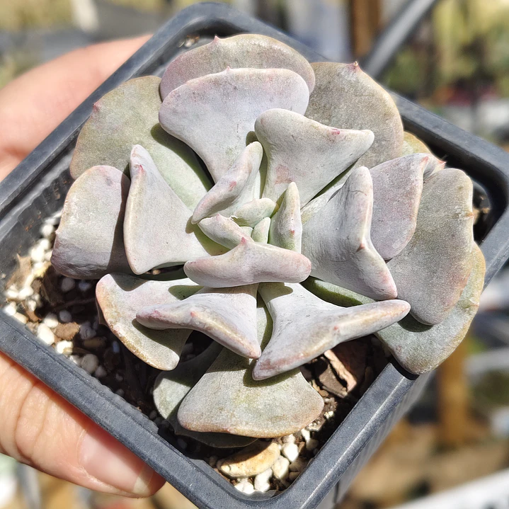 Echeveria Cubic Frost 3