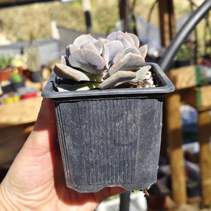Echeveria Cubic Frost 4