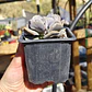 Echeveria Cubic Frost - Miniatura 4
