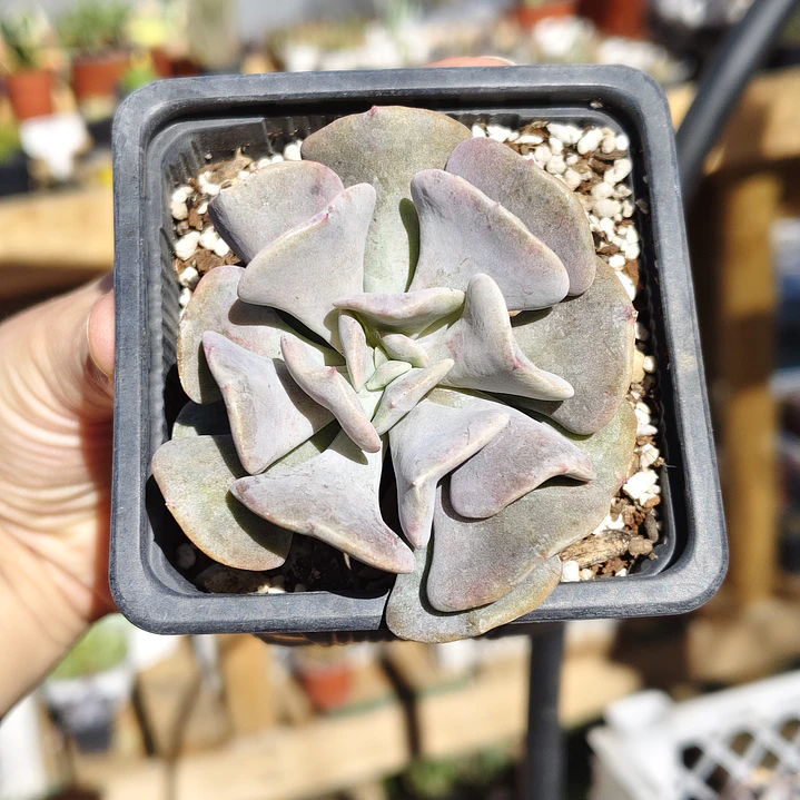 Echeveria Cubic Frost 5
