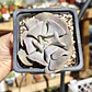 Echeveria Cubic Frost - Miniatura 5