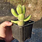 Cotyledon Tomentosa Lemon  (Garrita de oso) - Miniatura 2