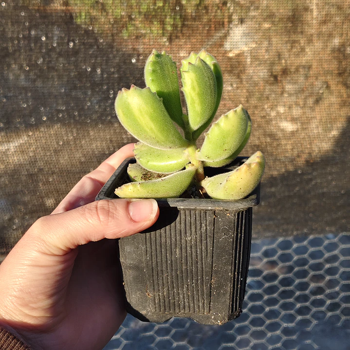 Cotyledon Tomentosa Lemon  (Garrita de oso) 3