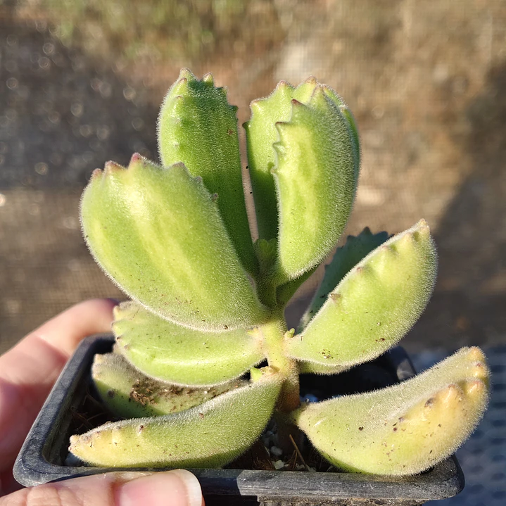 Cotyledon Tomentosa Lemon  (Garrita de oso) 4