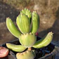 Cotyledon Tomentosa Lemon  (Garrita de oso) - Miniatura 5