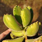Cotyledon Tomentosa Lemon  (Garrita de oso) - Miniatura 6