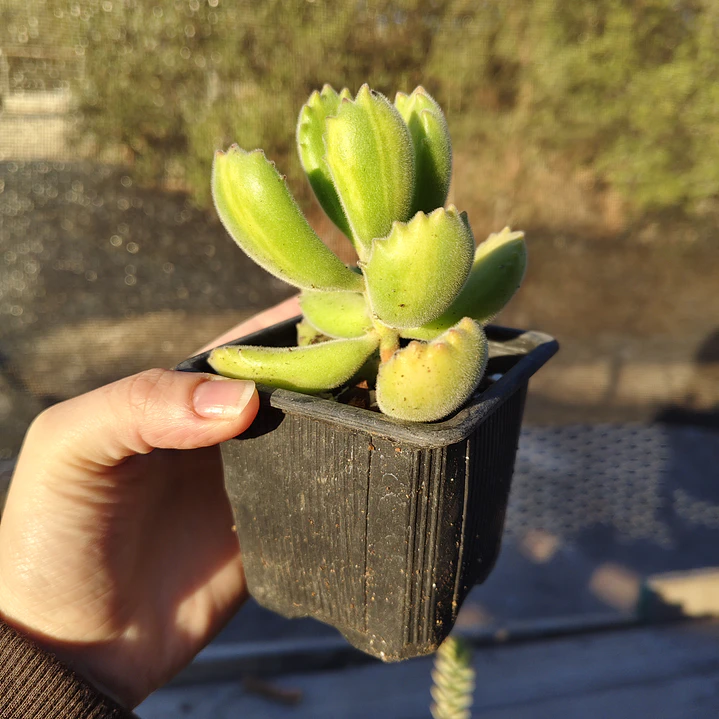 Cotyledon Tomentosa Lemon  (Garrita de oso) 1