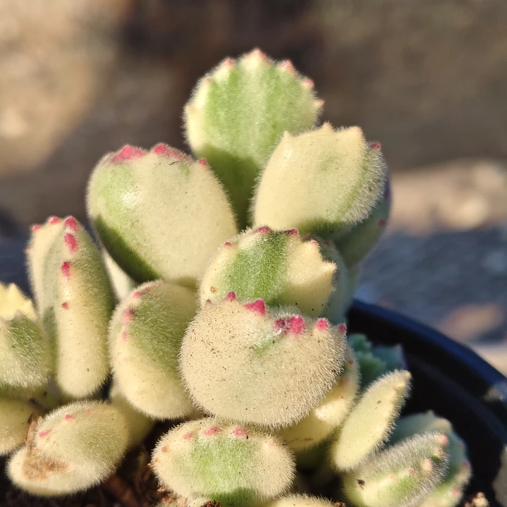 Cotyledon Tormentosa Variegada (Garrita de oso variegada) 3