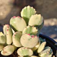 Cotyledon Tormentosa Variegada (Garrita de oso variegada) - Miniatura 3
