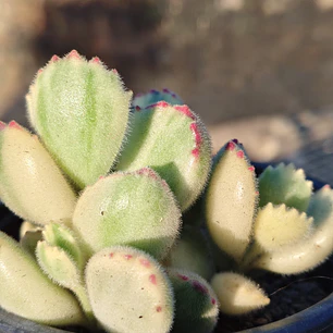 Cotyledon Tormentosa Variegada (Garrita de oso variegada)