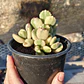 Cotyledon Tormentosa Variegada (Garrita de oso variegada) - Miniatura 1