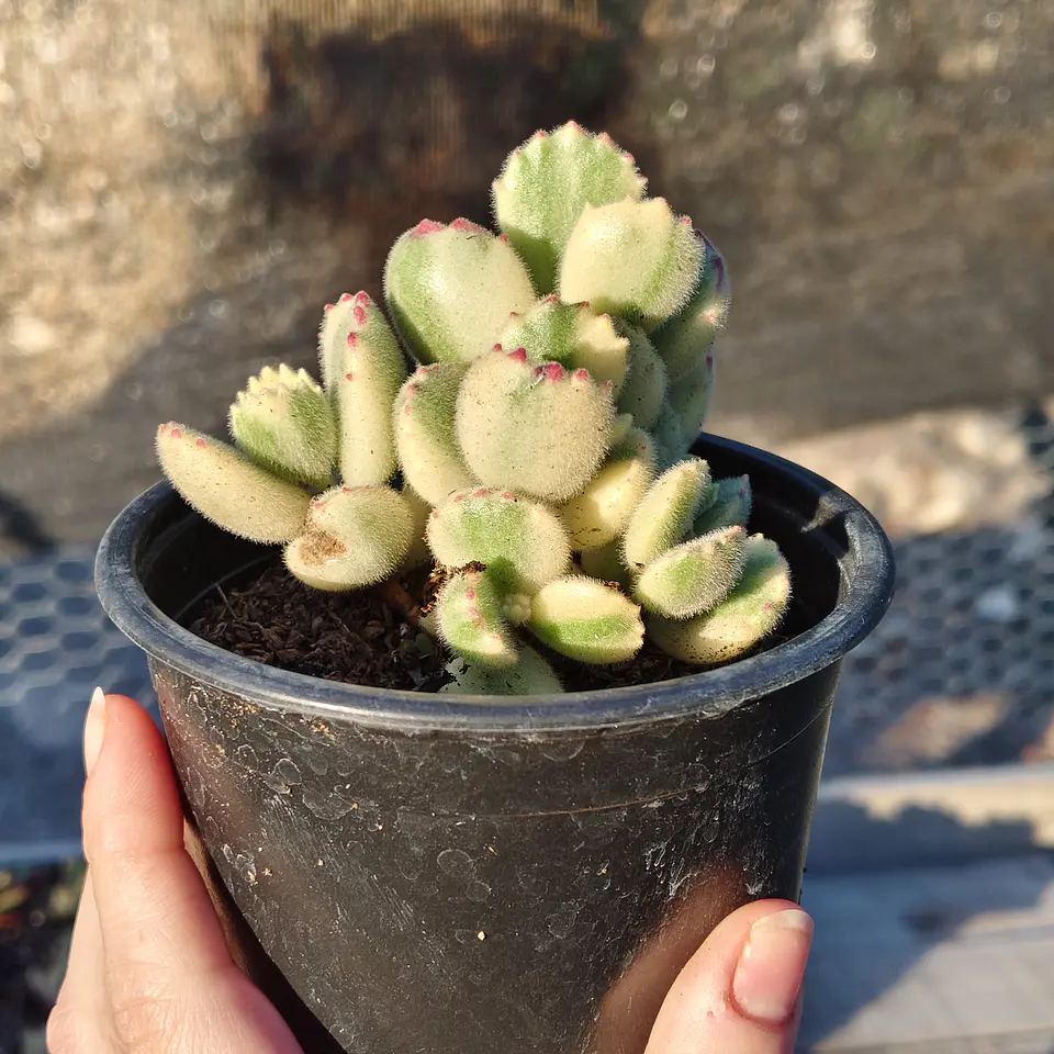 Cotyledon Tormentosa Variegada (Garrita de oso variegada) 2