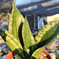 Sansevieria Whitney  - Miniatura 2