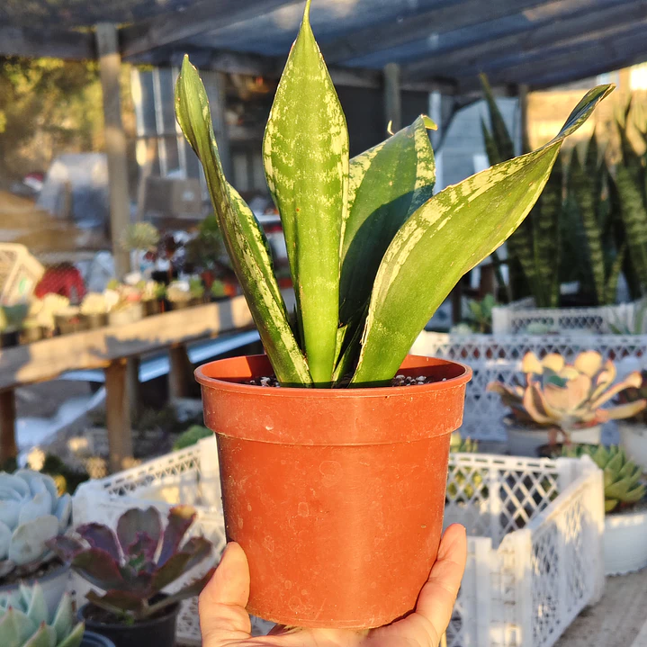 Sansevieria Whitney  3