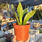Sansevieria Whitney  - Miniatura 3