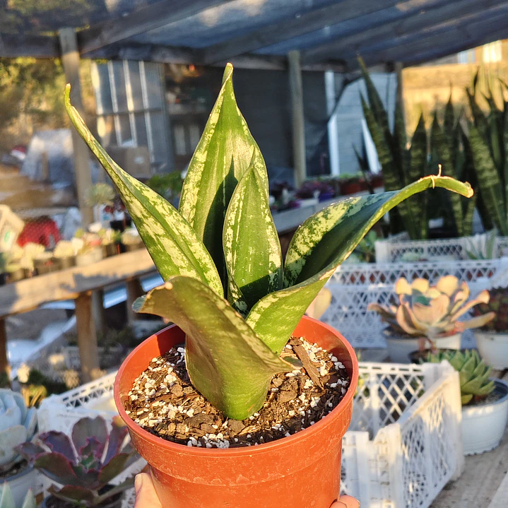 Sansevieria Whitney  4