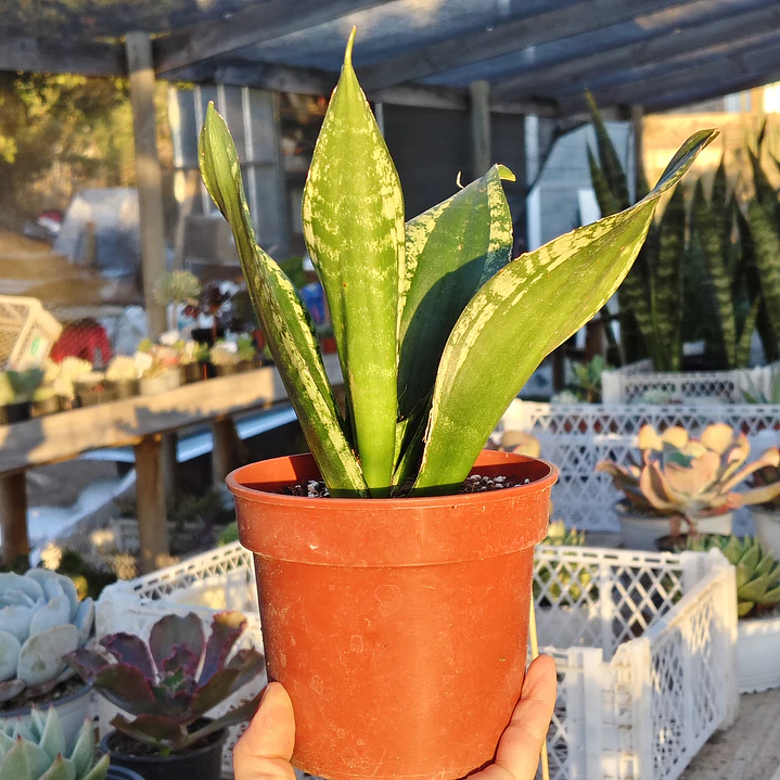 Sansevieria Whitney  5