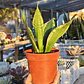 Sansevieria Whitney  - Miniatura 5