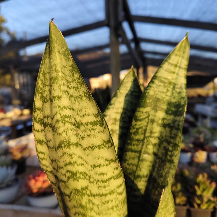 Sansevieria robusta  2