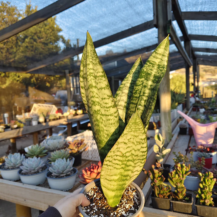 Sansevieria robusta  3