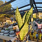 Sansevieria robusta  - Miniatura 3