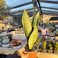 Sansevieria robusta  - Miniatura 4