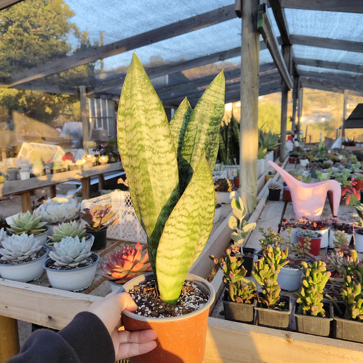 Sansevieria robusta  5