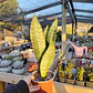 Sansevieria robusta  - Miniatura 5
