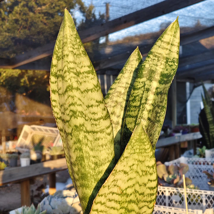 Sansevieria robusta  6