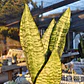 Sansevieria robusta  - Miniatura 6