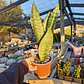 Sansevieria robusta  - Miniatura 1