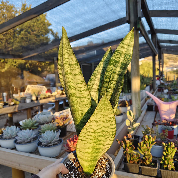 Sansevieria robusta  7