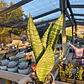 Sansevieria robusta  - Miniatura 7