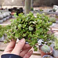 Crassula Pellucida - Miniatura 1