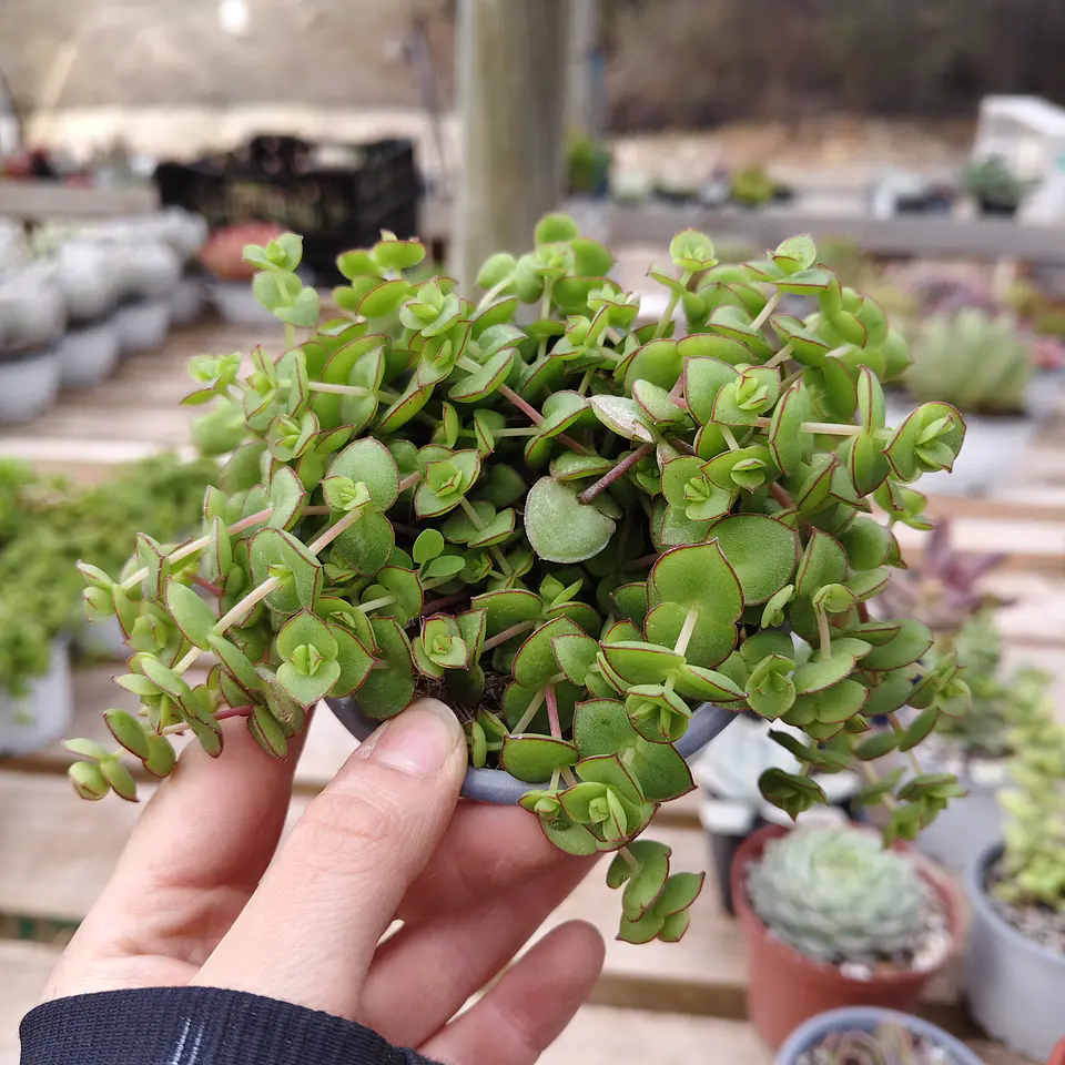 Crassula Pellucida 1