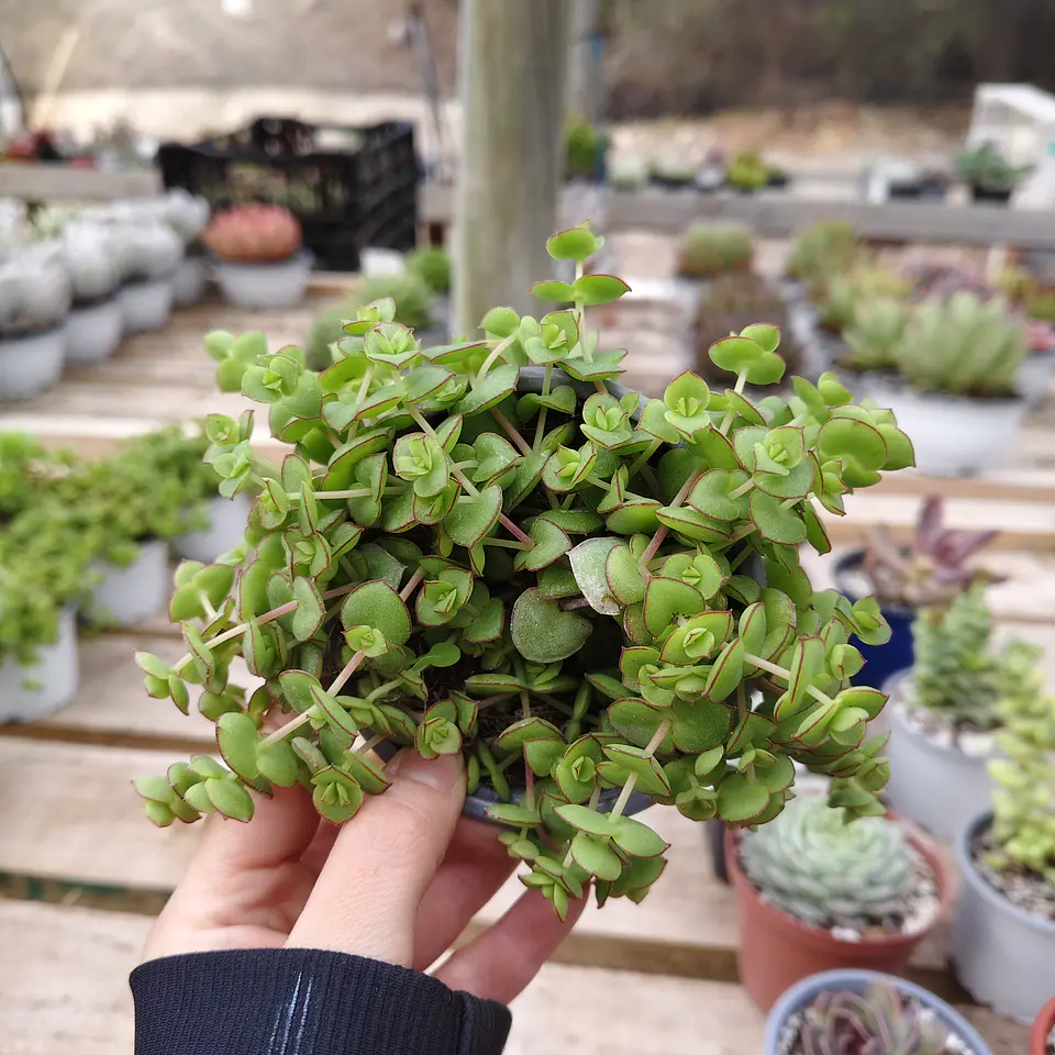 Crassula Pellucida 3