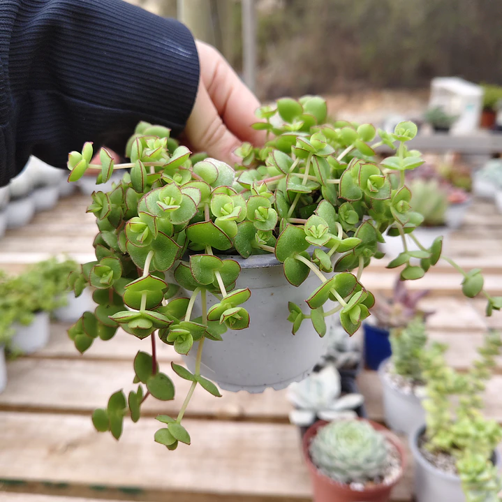 Crassula Pellucida 2