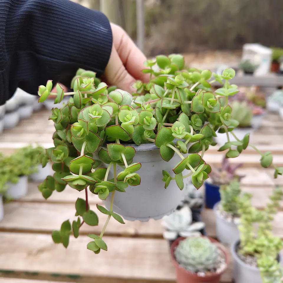 Crassula Pellucida 2