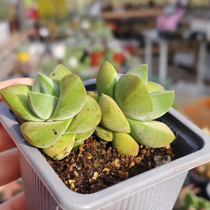 Crassula Moonglow 4