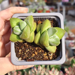 Crassula Moonglow