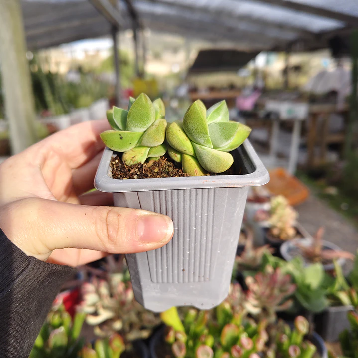 Crassula Moonglow 3
