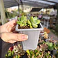 Crassula Moonglow - Miniatura 3
