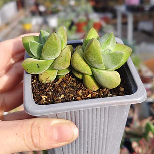 Crassula Moonglow
