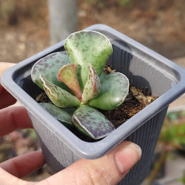 Andromischus Cooperi  1