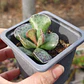 Andromischus Cooperi  - Miniatura 1