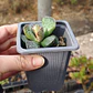 Andromischus Cooperi  - Miniatura 2