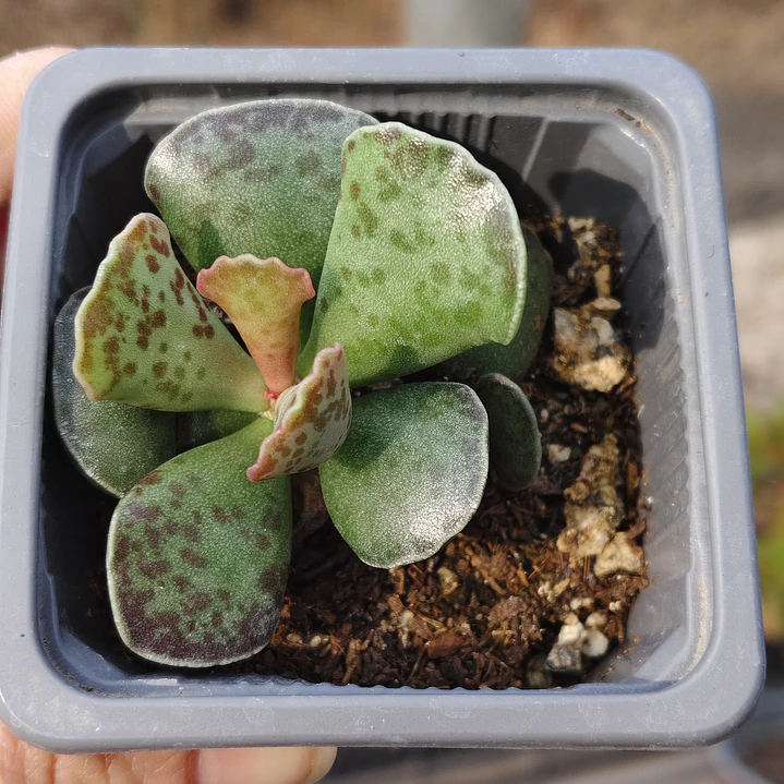 Andromischus Cooperi  3